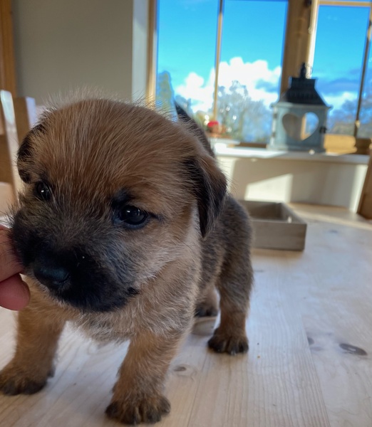 I'm getting a puppy!