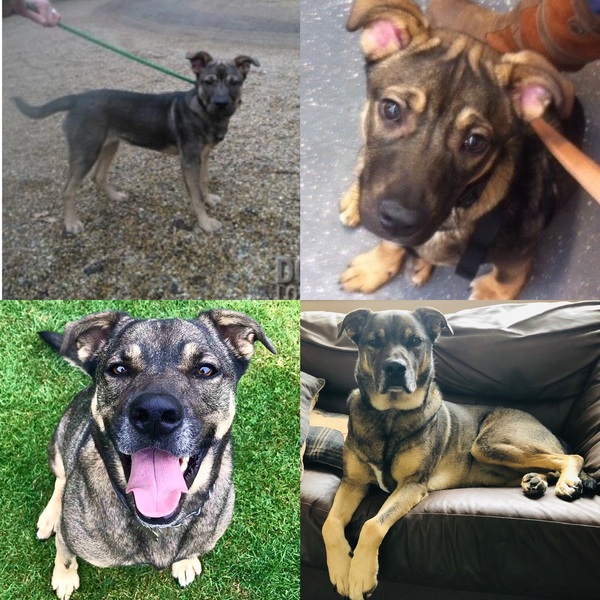 Getting stressed at work. Please send pictures of your dogs and kitties to cheer me up!
