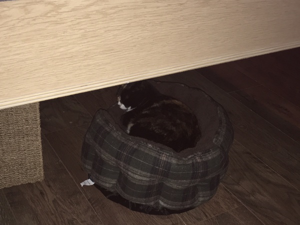 ‘Stray cat’ advice