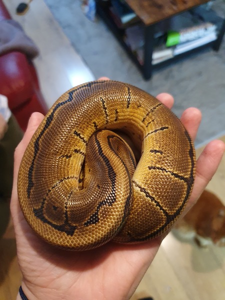 Royal Python has escaped!