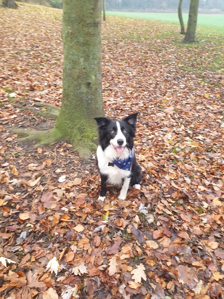 Words/commands your dog knows/their age and breed