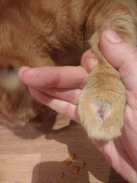 How to (successfully!) bandage/wrap a cats paw?