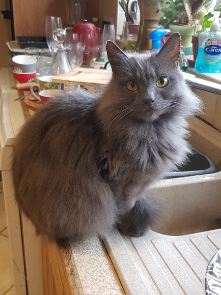 Cat chat thread we've lost count