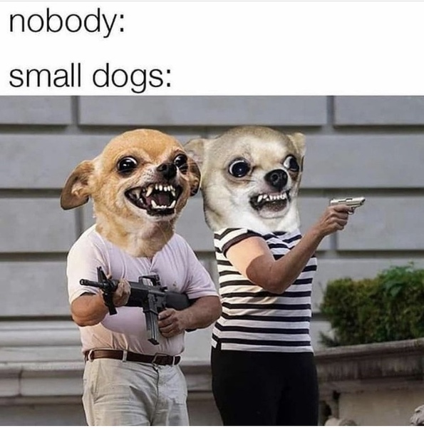 Covid/ lockdown (or any!) memes and jokes