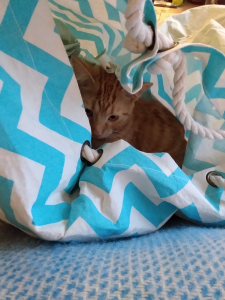 What's your DCat up to today? (Thread 8)