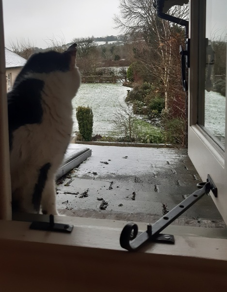Snow cats