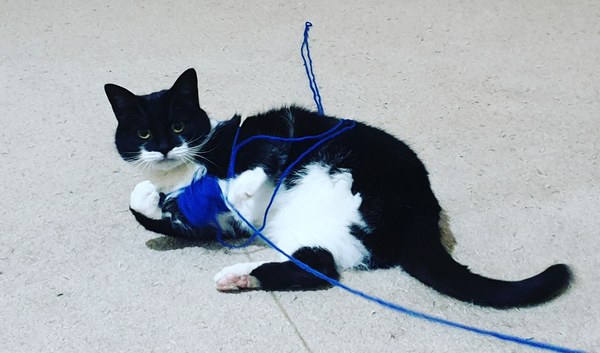 Tell me about Siamese...