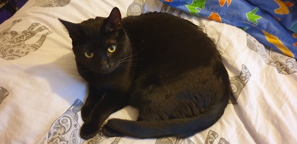 Gratuitous cat pictures please