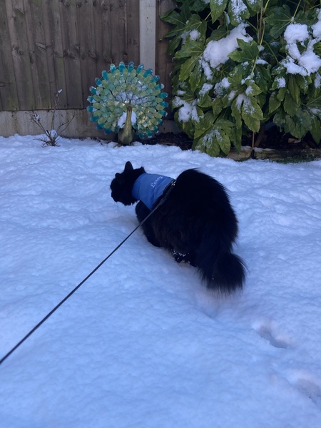 Cat chat thread we've lost count