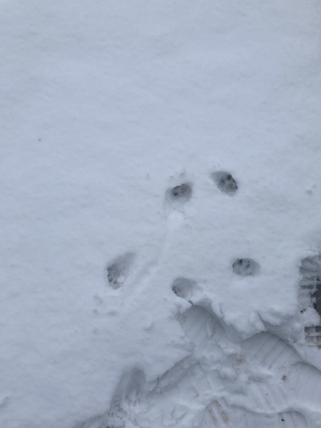 Cat chat thread we've lost count