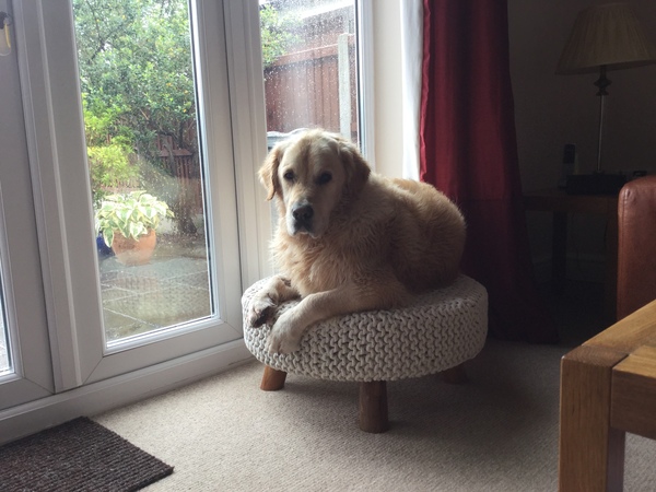 Have a knotty golden retriever 🤦‍♀️