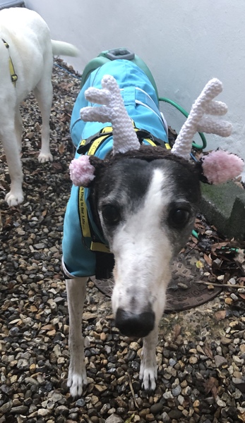 Sighthound Coat