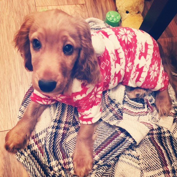 Puppy names (and a photo!)