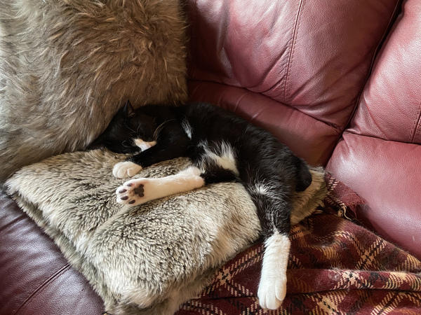 Gratuitous cat pictures please