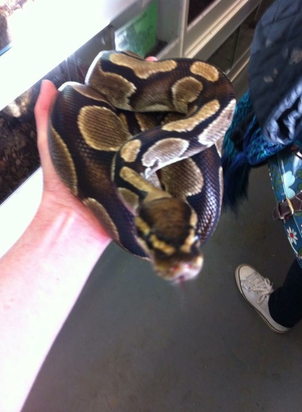 Royal Python has escaped!