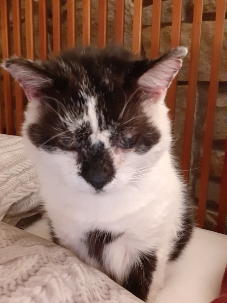What's your DCat up to today? (Thread 8)