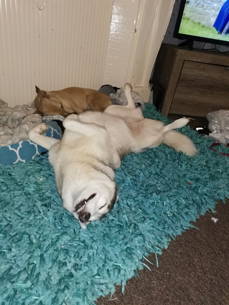 Getting stressed at work. Please send pictures of your dogs and kitties to cheer me up!