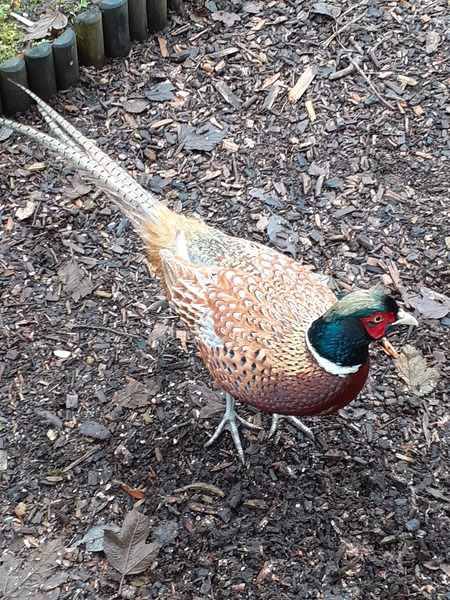 Things you see on walks
