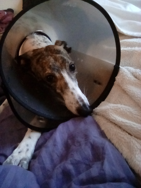Ddog attacked today.
