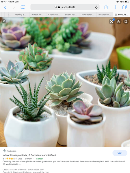Inexperienced with house plants... is this too ambitious?