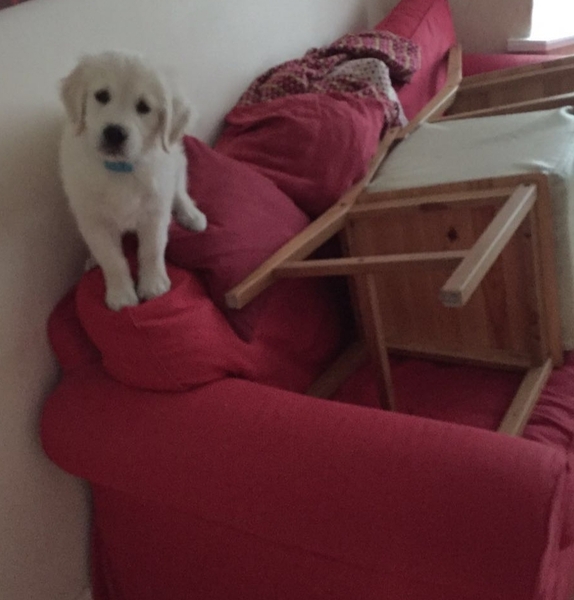 Dogs on the Sofa