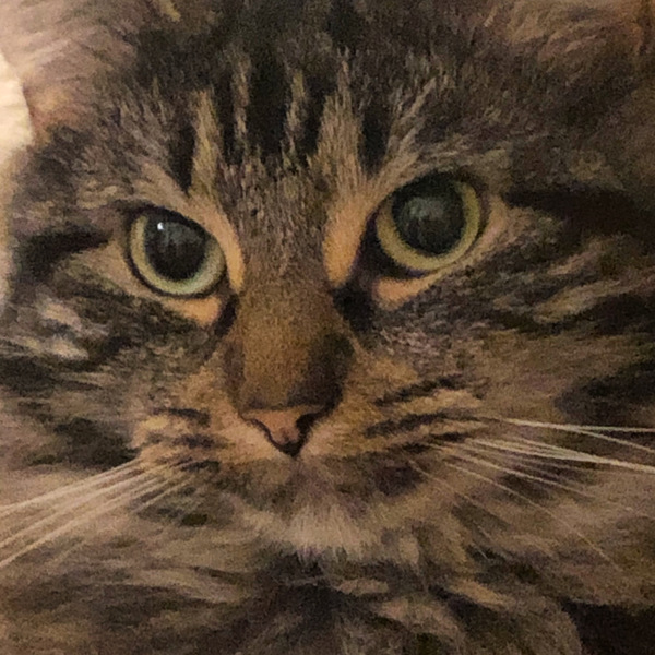 Cat chat thread we've lost count