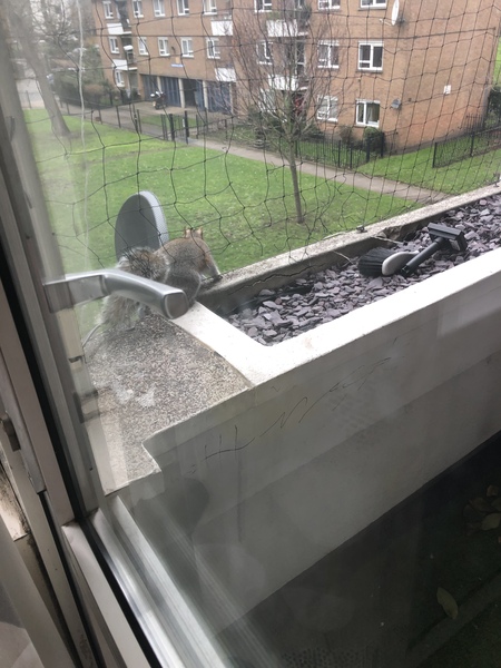 Bloody squirrels
