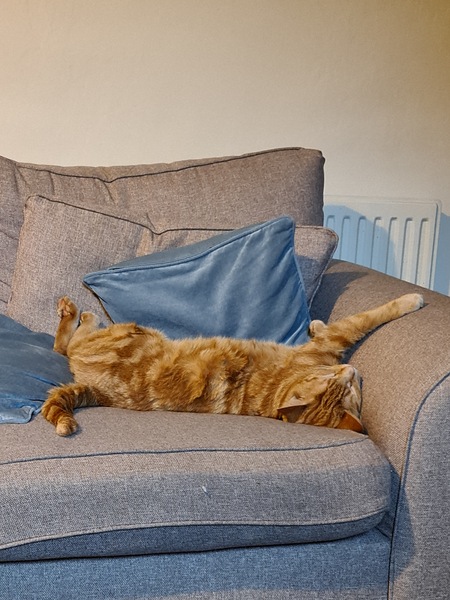 Gratuitous cat pictures please