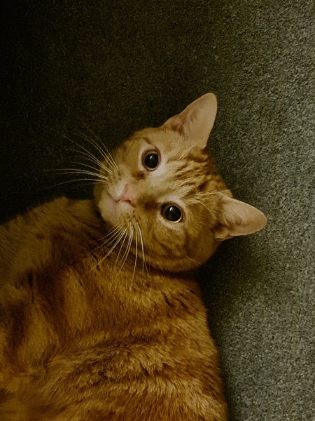 Cat with sore eyes