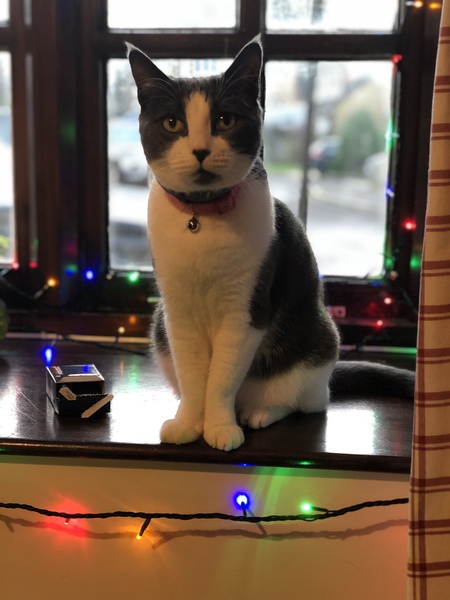 What have you bought recently that has brought you joy?