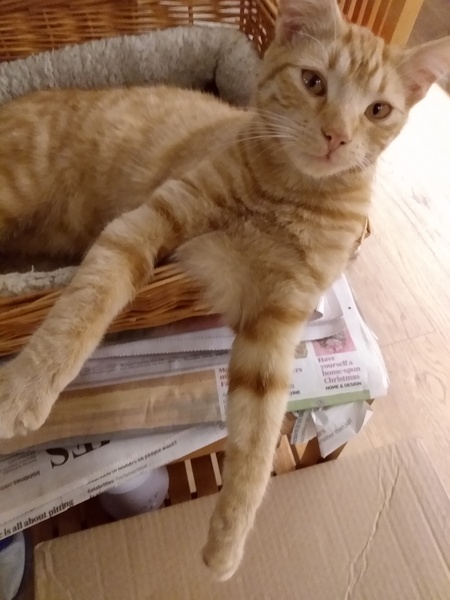 Gratuitous cat pictures please