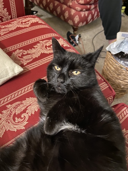 ADs and their gratuitous pussy pictures