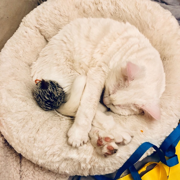 Which cat bed?