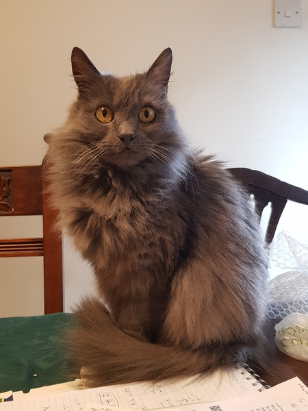 Gratuitous cat pictures please