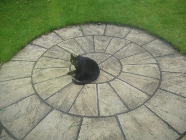 Cat chat thread we've lost count