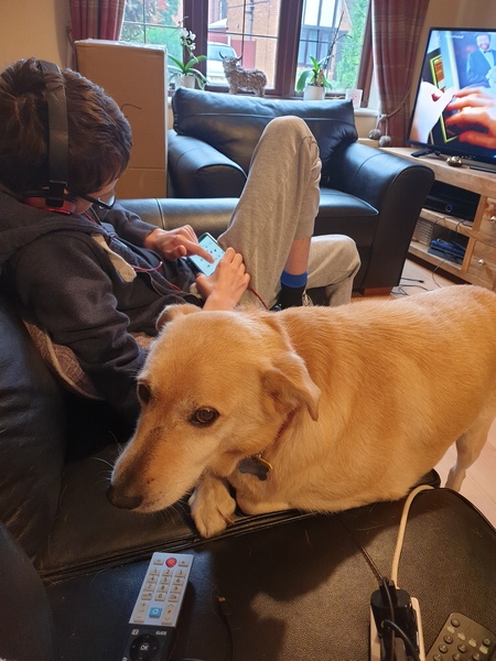 Dogs on the Sofa