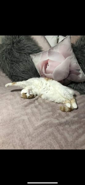 My cats are bone idle
