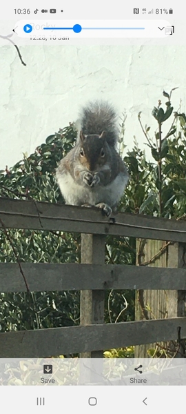 Bloody squirrels