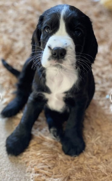 Puppy names (and a photo!)