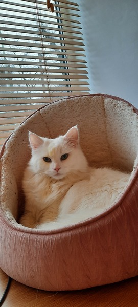 Is there a non-sticky-poo diet your long-haired cat will actually eat?