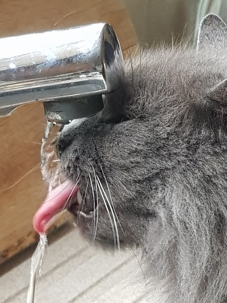 Drinking water