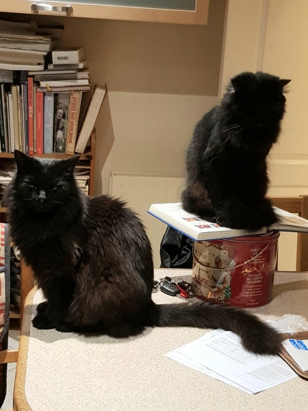 What's your DCat up to today? (Thread 8)