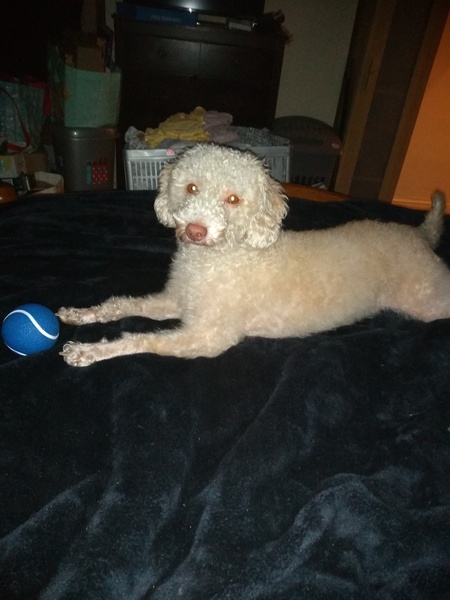 I am a dog groomer, ask me anything.