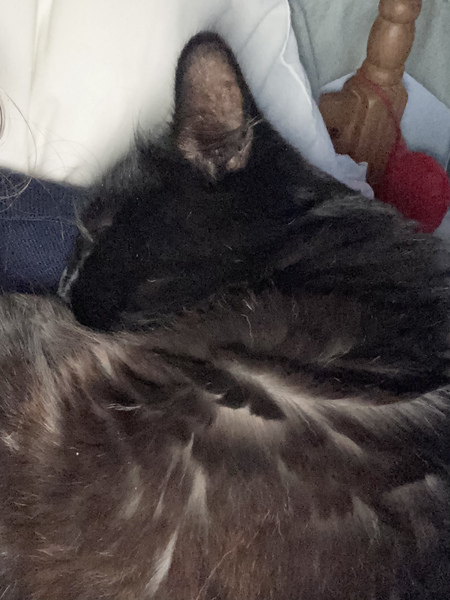 Cat chat thread we've lost count