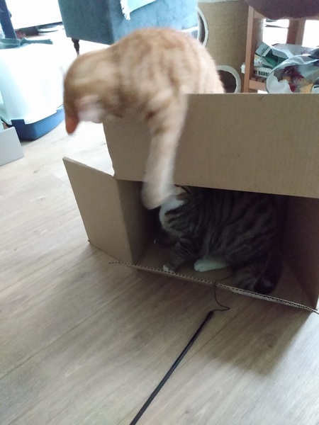 What's your DCat up to today? (Thread 8)