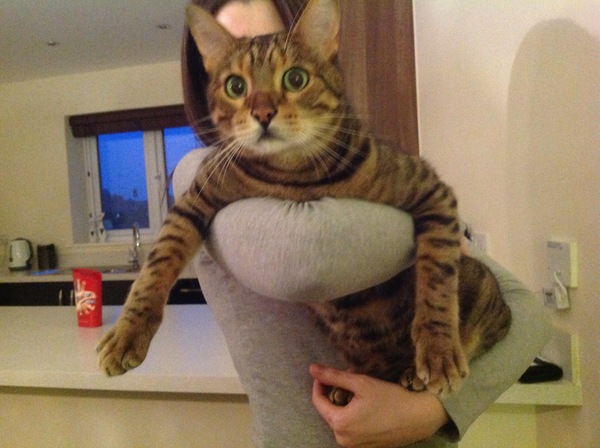 Gratuitous cat pictures please