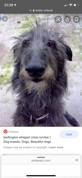Advice please on choosing a breed