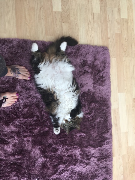 What's your DCat up to today? (Thread 8)