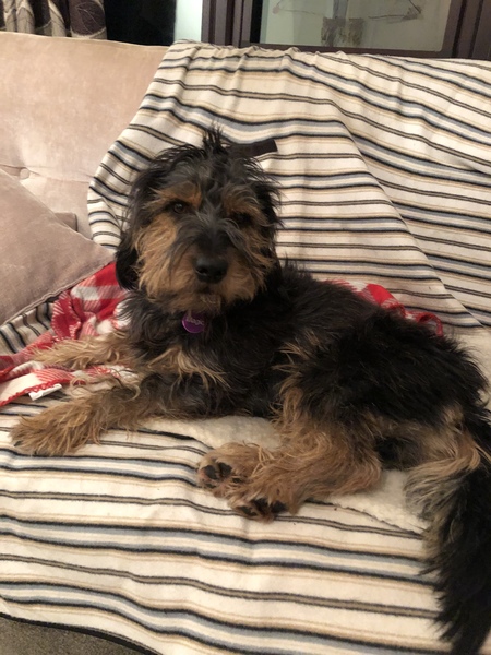 To think that "rescuing" an imported dog is a bad idea?