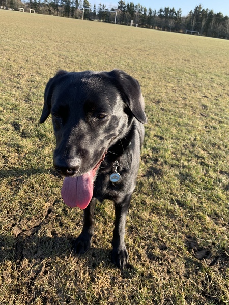 Names for a Labrador Puppy